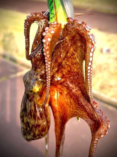タコの釣果
