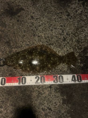 ヒラメの釣果