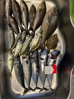 イサキの釣果