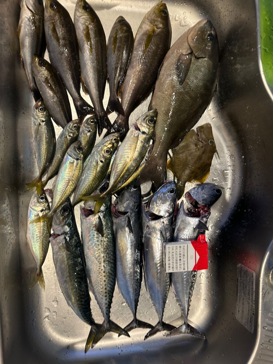 ロッツォさんの釣果 1枚目の画像