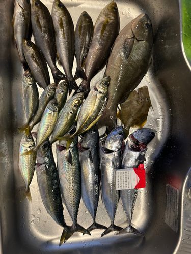 イサキの釣果