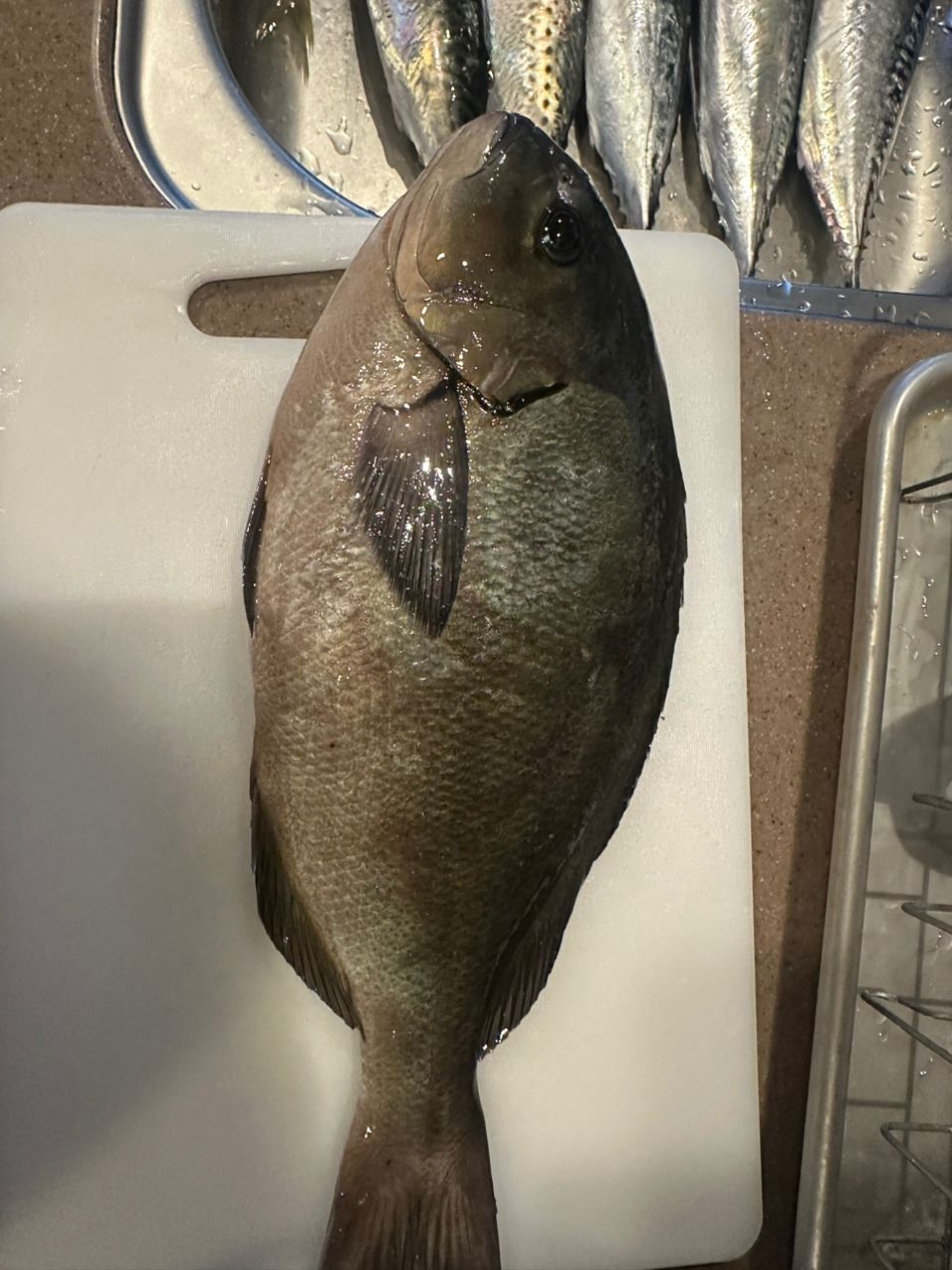 ロッツォさんの釣果 2枚目の画像