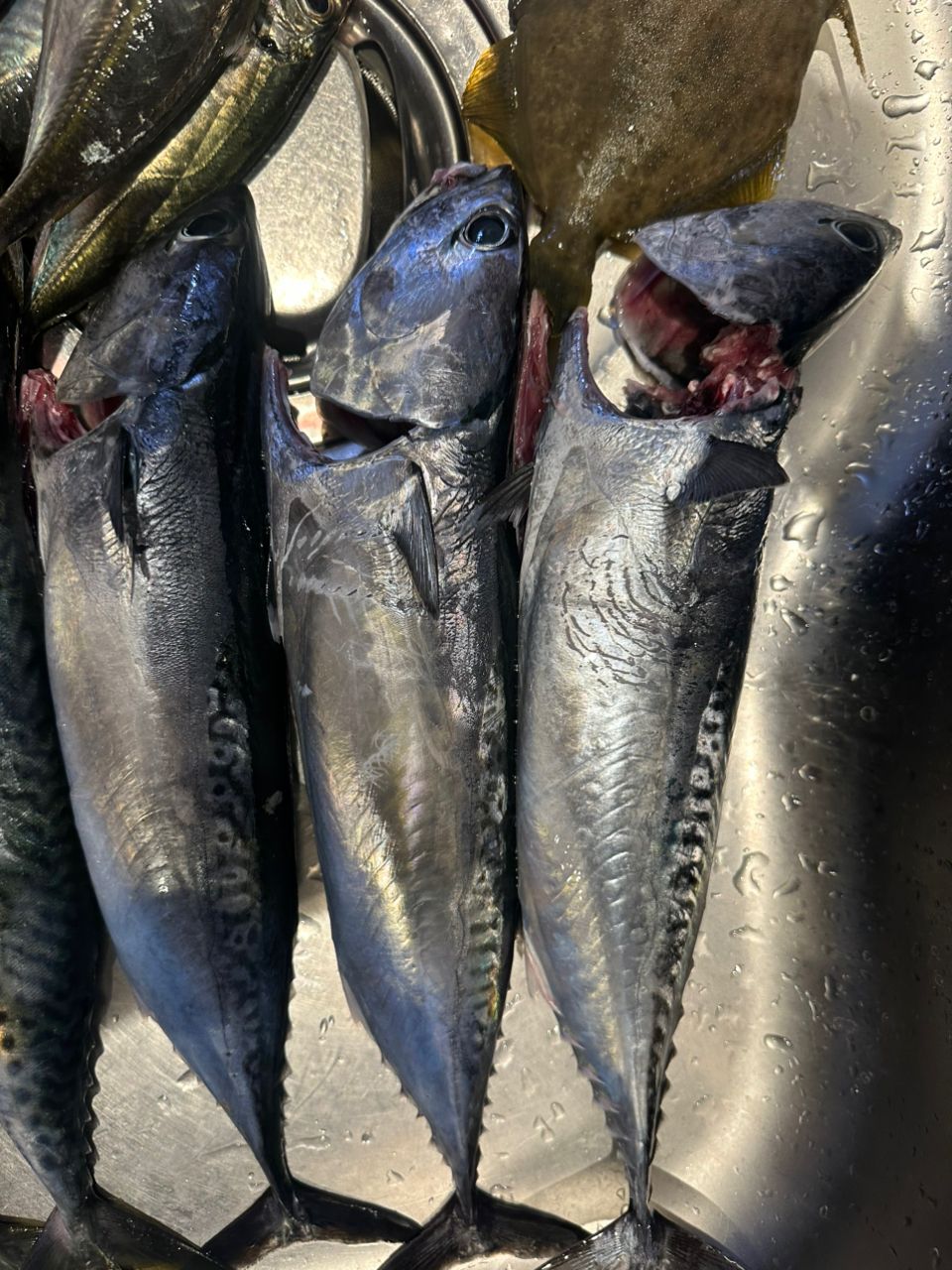 ロッツォさんの釣果 3枚目の画像