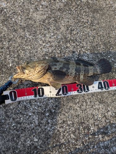 チャイロマルハタの釣果