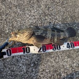 チャイロマルハタ