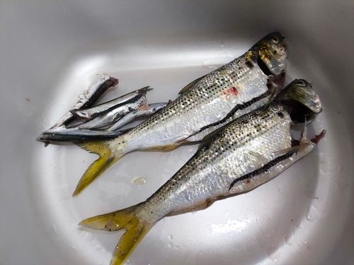 コノシロの釣果