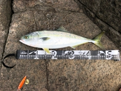イナダの釣果