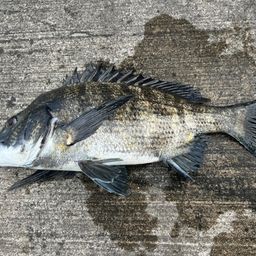 クロダイ