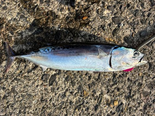 マルソウダの釣果