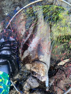 コショウダイの釣果