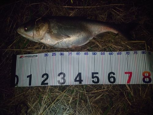 ハクレンの釣果