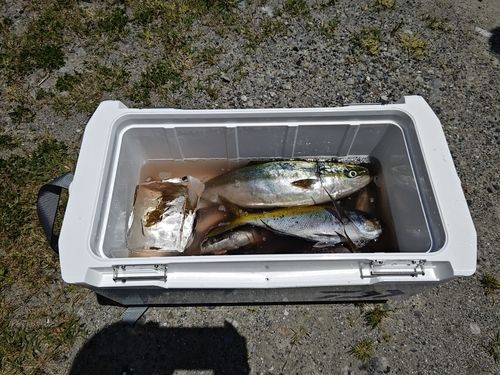 イサキの釣果