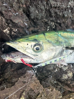 サゴシの釣果