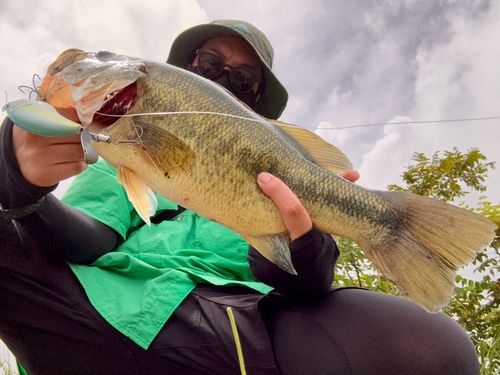 ラージマウスバスの釣果