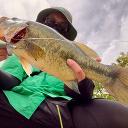 ラージマウスバス