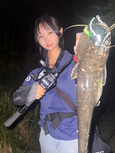 ナマズの釣果