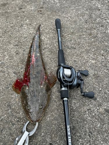 マゴチの釣果