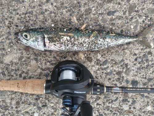 サバの釣果