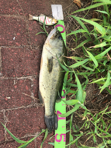 ブラックバスの釣果