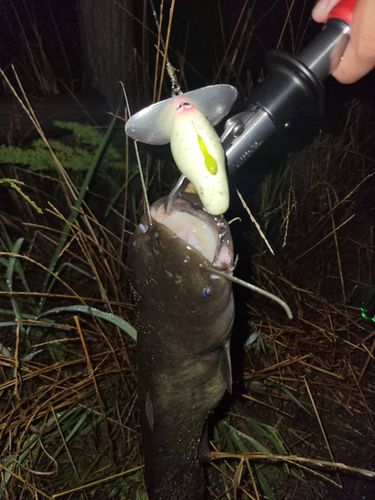 ナマズの釣果