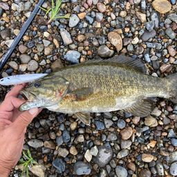 スモールマウスバス