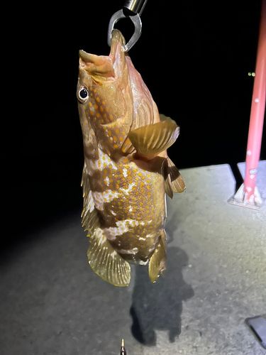 アコウの釣果