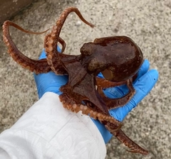マダコの釣果