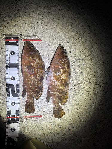 キジハタの釣果