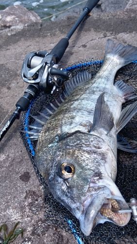 クロダイの釣果