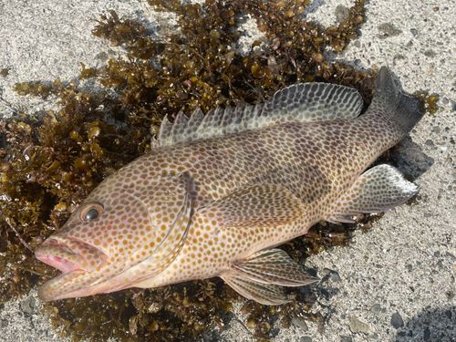 オオモンハタの釣果