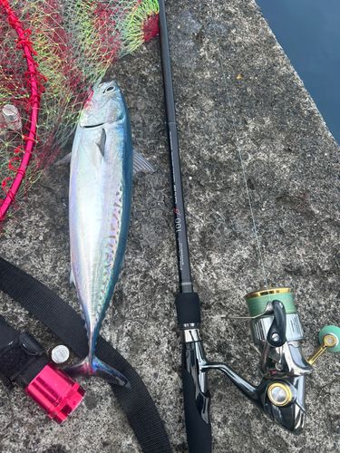ソウダガツオの釣果
