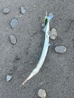 ダツの釣果