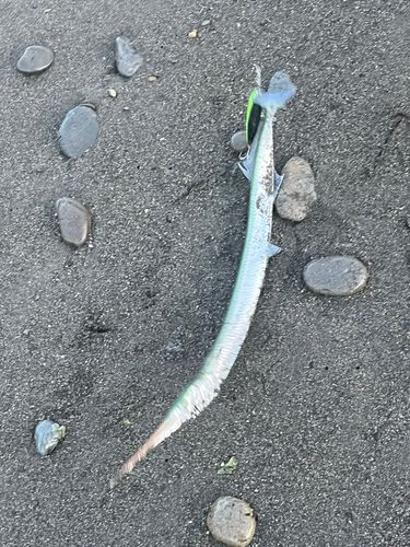 ダツの釣果