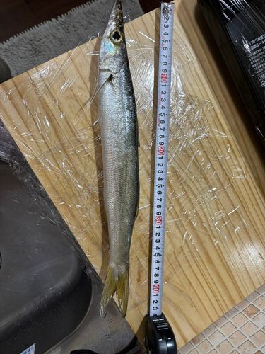 カマスの釣果