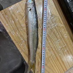 カマス