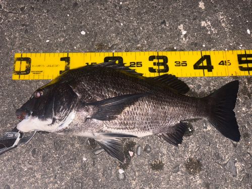 クロダイの釣果