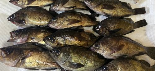 メバルの釣果