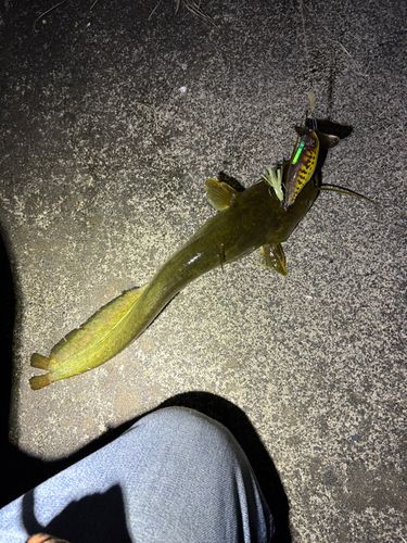 マナマズの釣果