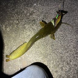 マナマズ