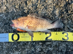 オオモンハタの釣果