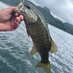 スモールマウスバス