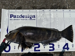 アイナメの釣果