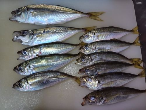 アジの釣果