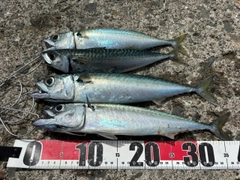 サバの釣果