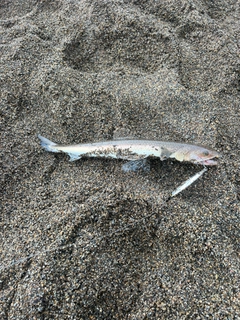 エソの釣果