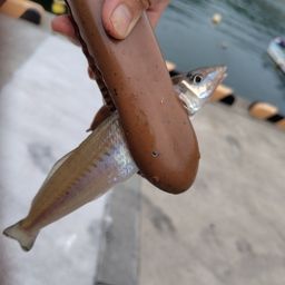 シロギス