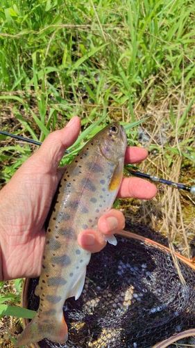 ヤマメの釣果