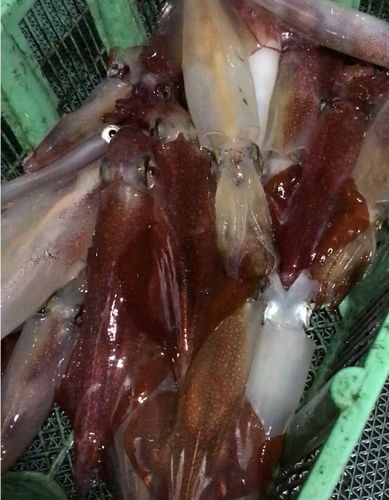 ケンサキイカの釣果