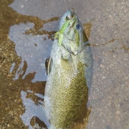 スモールマウスバス
