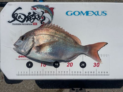 マダイの釣果